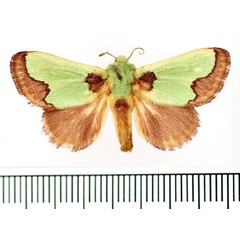 /filer/webapps/moths/media/images/M/marginata_Parasa_AF_BMNH.jpg