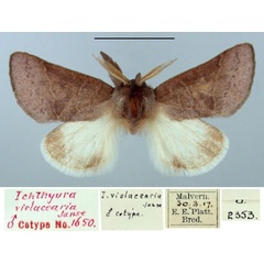 /filer/webapps/moths/media/images/V/violacearia_Ichthyura_PTM_TMSA.jpg