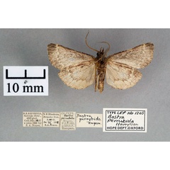 /filer/webapps/moths/media/images/P/perrubida_Bostra_ST_OUMNH_02.jpg