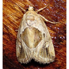 /filer/webapps/moths/media/images/J/johnjoannoui_Deltote_A_Braun_04.jpg