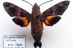 Macroglossum aesalon aesalon