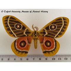 /filer/webapps/moths/media/images/O/oubie_Bunaeopsis_A_OUMNH_02.jpg