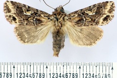 Maghadena andringitrensis