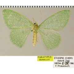 /filer/webapps/moths/media/images/T/thiaucourti_Prasinocyma_PTF_ZSM.jpg