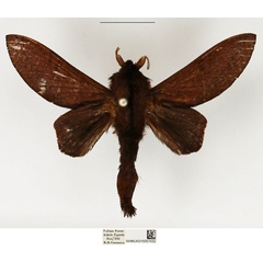/filer/webapps/moths/media/images/R/rubra_Pachytrina_AM_NHMUK_01.jpg
