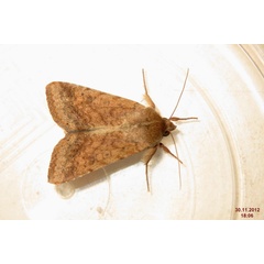 /filer/webapps/moths/media/images/A/armigera_Helicoverpa_A_Short_02.jpg