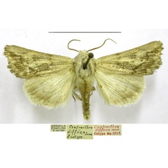 /filer/webapps/moths/media/images/D/diffusa_Centrartha_PTM_TMSA_01.jpg