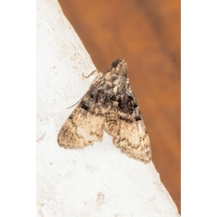 /filer/webapps/moths/media/images/M/melanobrunnea_Epilepia_A_Woodhall_01_.jpg