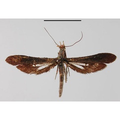 /filer/webapps/moths/media/images/L/lambornella_Conopsia_HT_ZMHB.jpg