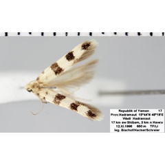 /filer/webapps/moths/media/images/P/pauperella_Deltophora_AM_ZMHB.jpg