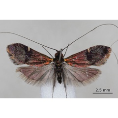 /filer/webapps/moths/media/images/A/acaciae_Nemophora_HT_NMK.jpg