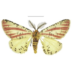 /filer/webapps/moths/media/images/J/johnstonei_Nothabraxas_HT_NHMUK.jpg