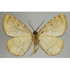 /filer/webapps/moths/media/images/A/alticamerunis_Menophra_HT_ZSMb.jpg