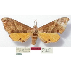 /filer/webapps/moths/media/images/P/paulianii_Gynoeryx_AF_MNHN.jpg