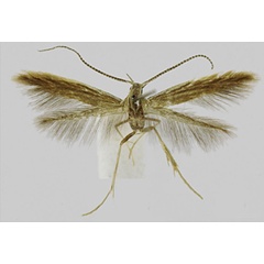 /filer/webapps/moths/media/images/C/camerunensis_Coleophora_HT_RMCA.jpg