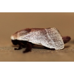 /filer/webapps/moths/media/images/A/albilinea_Latoia_A_Voaden.jpg