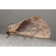 /filer/webapps/moths/media/images/C/convergens_Westermannia_A_Heynsb.jpg