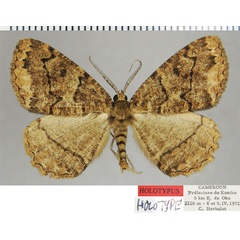 /filer/webapps/moths/media/images/A/alticamerunis_Menophra_HT_ZSMa.jpg