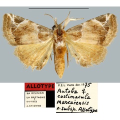 /filer/webapps/moths/media/images/M/mascarensis_Autoba_AT_MNHN.jpg