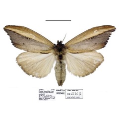 /filer/webapps/moths/media/images/A/africana_Psalis_AF_ANHRT_02.jpg