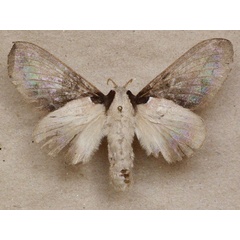 /filer/webapps/moths/media/images/S/singulare_Stoermeriana_AF_Butler.jpg