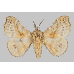 /filer/webapps/moths/media/images/D/dargei_Odontopacha_PTM_Mueller_01.jpg