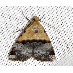 /filer/webapps/moths/media/images/B/bipartita_Ozarba_A_Braun_02.jpg