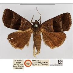 /filer/webapps/moths/media/images/O/orthogramma_Ozarba_STF_NHMUK.jpg