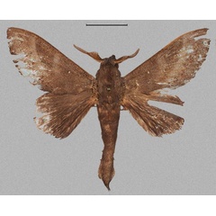 /filer/webapps/moths/media/images/M/maighreadae_Mckenziana_HT_Mueller.jpg