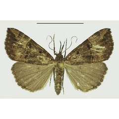 /filer/webapps/moths/media/images/C/commixtalis_Hypena_AF_Karisch_02.jpg