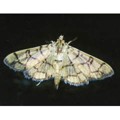 /filer/webapps/moths/media/images/C/callixantha_Pardomima_A_Roland_01.jpg