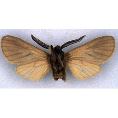 /filer/webapps/moths/media/images/S/sheljuzhkoi_Metarctia_HT_ZSM_02.jpg