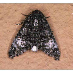 /filer/webapps/moths/media/images/A/albidisca_Marathyssa_A_Roland_01.jpg