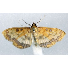 /filer/webapps/moths/media/images/S/semilimbalis_Pyrausta_AM_Agassiz_01.jpg