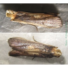 /filer/webapps/moths/media/images/M/morosalis_Pempelia_A_Bippus.jpg