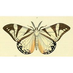 /filer/webapps/moths/media/images/C/cafra_Otroeda_Drury3_5_1.jpg