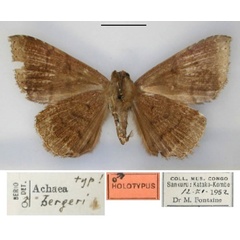 /filer/webapps/moths/media/images/B/bergeri_Achaea_HT_RMCA_02.jpg