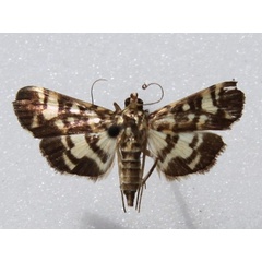 /filer/webapps/moths/media/images/M/margarodes_Pardomima_A_Goff_01.JPG