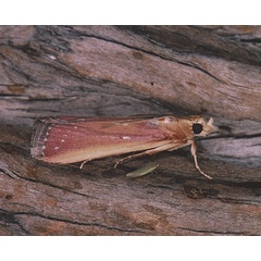 /filer/webapps/moths/media/images/L/laticostella_Epicrocis_A_Roland_01.jpg
