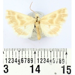 /filer/webapps/moths/media/images/D/diehli_Riadhia_AM_BMNH.jpg