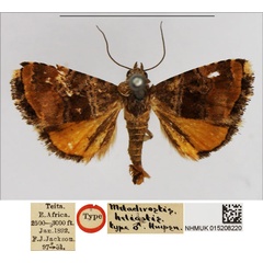 /filer/webapps/moths/media/images/H/heliastis_Metachrostis_HT_NHMUK.jpg