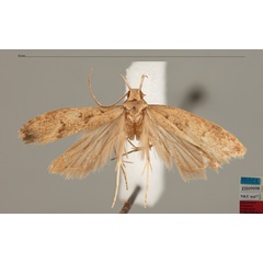 /filer/webapps/moths/media/images/V/ventriprojecta_Dichomeris_MHT_MfN.jpg
