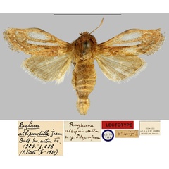 /filer/webapps/moths/media/images/A/albipunctella_Raghuva_LT_MNHN.jpg