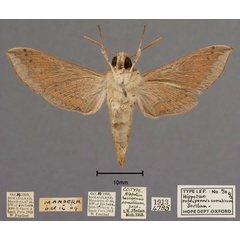 /filer/webapps/moths/media/images/S/somalicum_Hippotion_HT_OUMNH_02.jpg