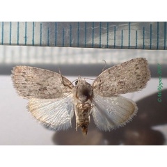 /filer/webapps/moths/media/images/V/virgulana_Pardasena_AF_Bippus.jpg