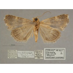 /filer/webapps/moths/media/images/A/argyrostrota_Eulocastra_PT_OUMNHb_01.jpg
