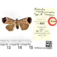 /filer/webapps/moths/media/images/I/ichthyuropis_Bocula_HT_BMNH.jpg