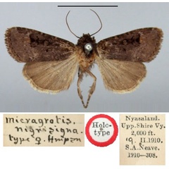 /filer/webapps/moths/media/images/N/nigrisigna_Micragrotis_HT_BMNH.jpg