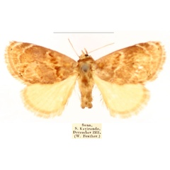 /filer/webapps/moths/media/images/A/alianta_Niphadolepis_AM_BMNH_0JULEoC.jpg