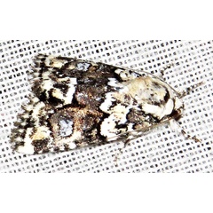 /filer/webapps/moths/media/images/L/leucomelaena_Cryphia_A_Braun_05.jpg